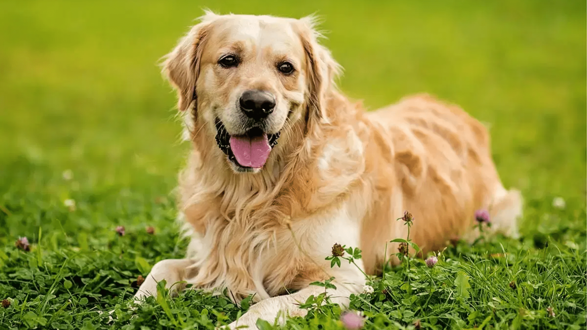 Physical Traits of the Golden Retriever