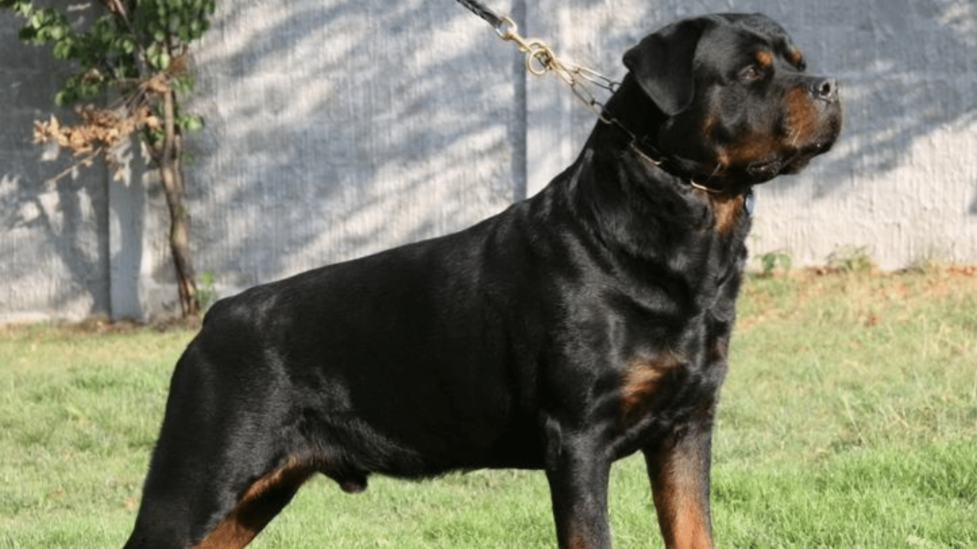 Rottweiler (1)
