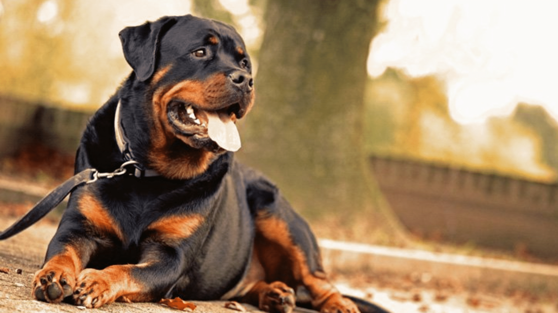 Rottweiler