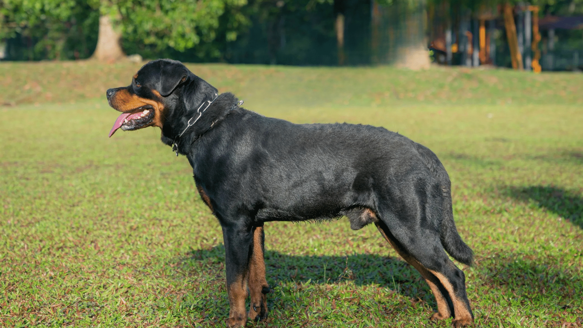 Rottweiler