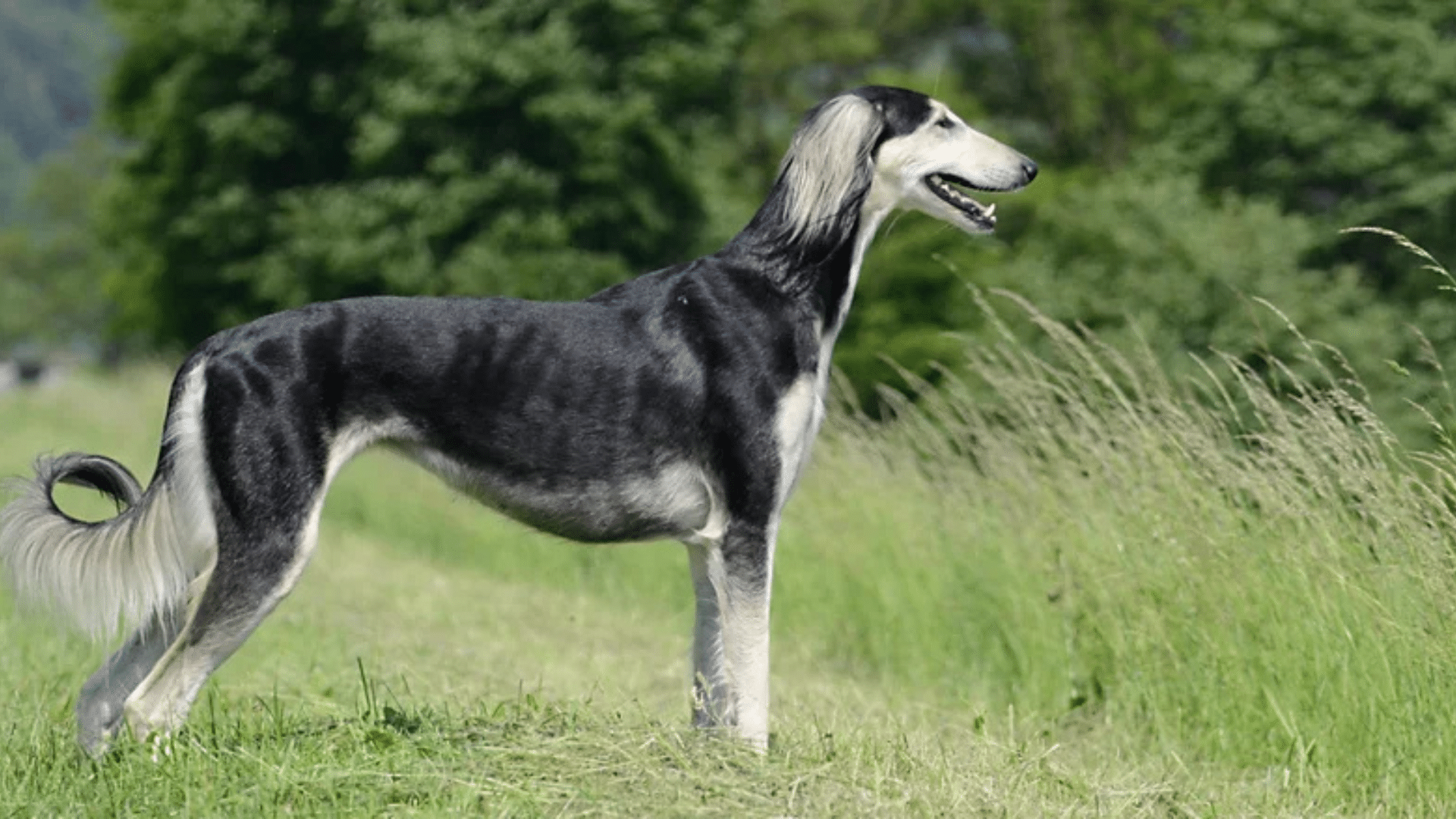 Saluki