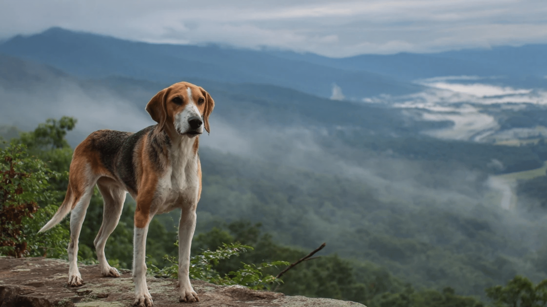Shenandoah National Park