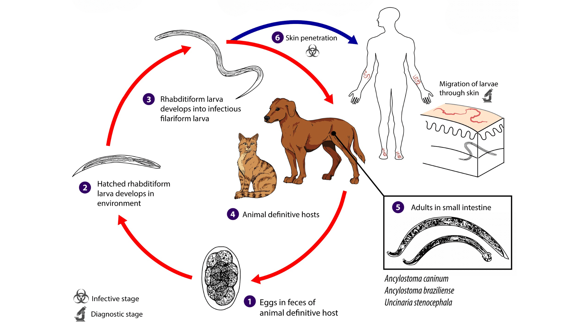 The Sinister Lifecycle of a Hookworm