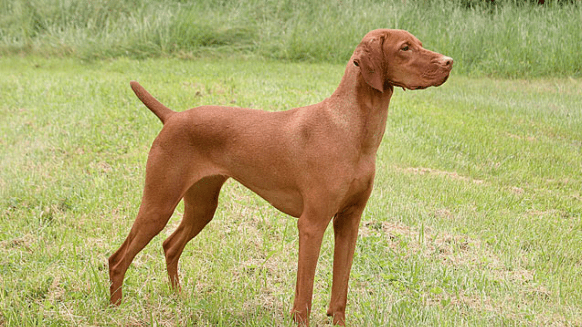 Vizsla