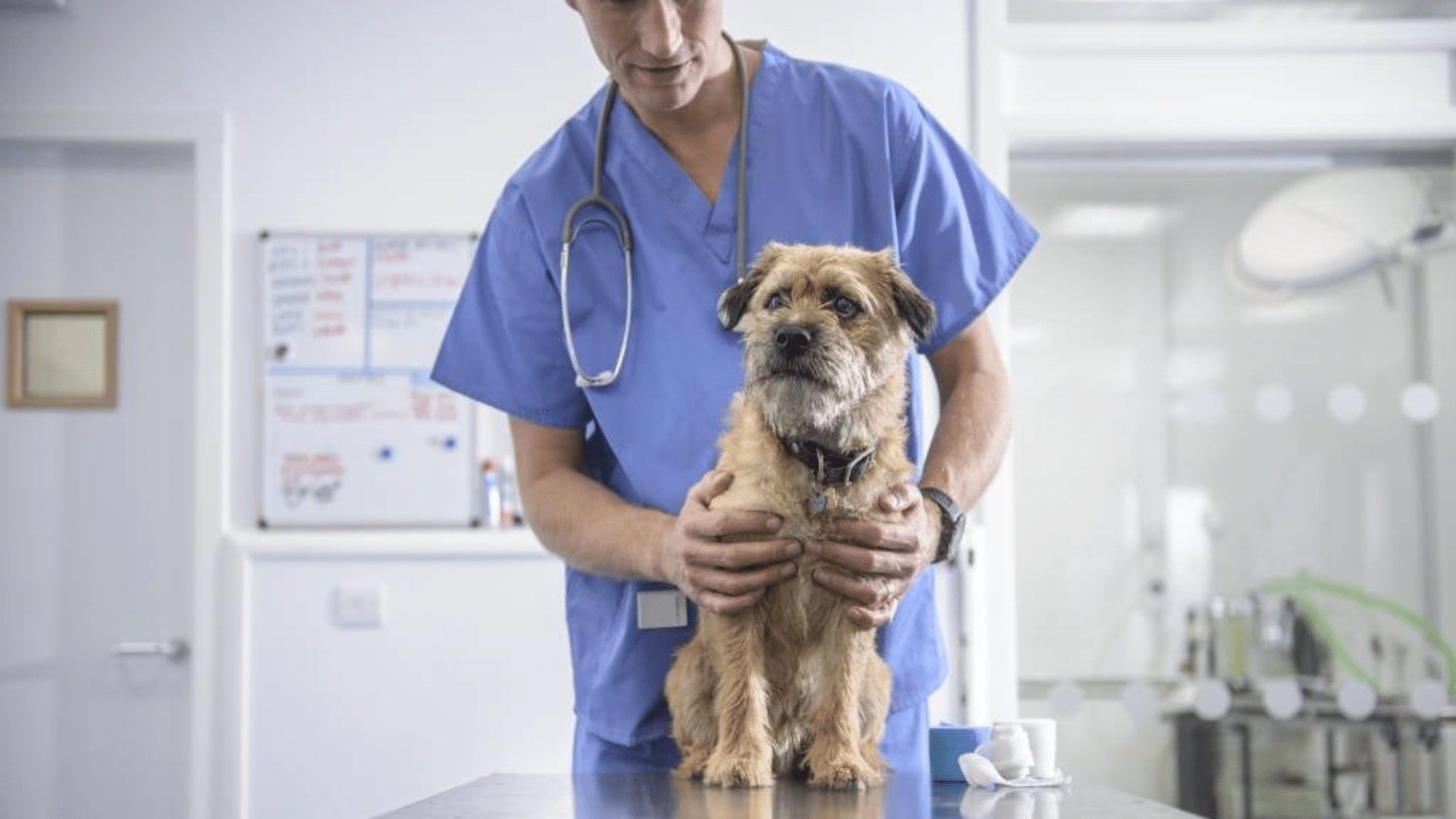 When to Call the Vet and What to Say