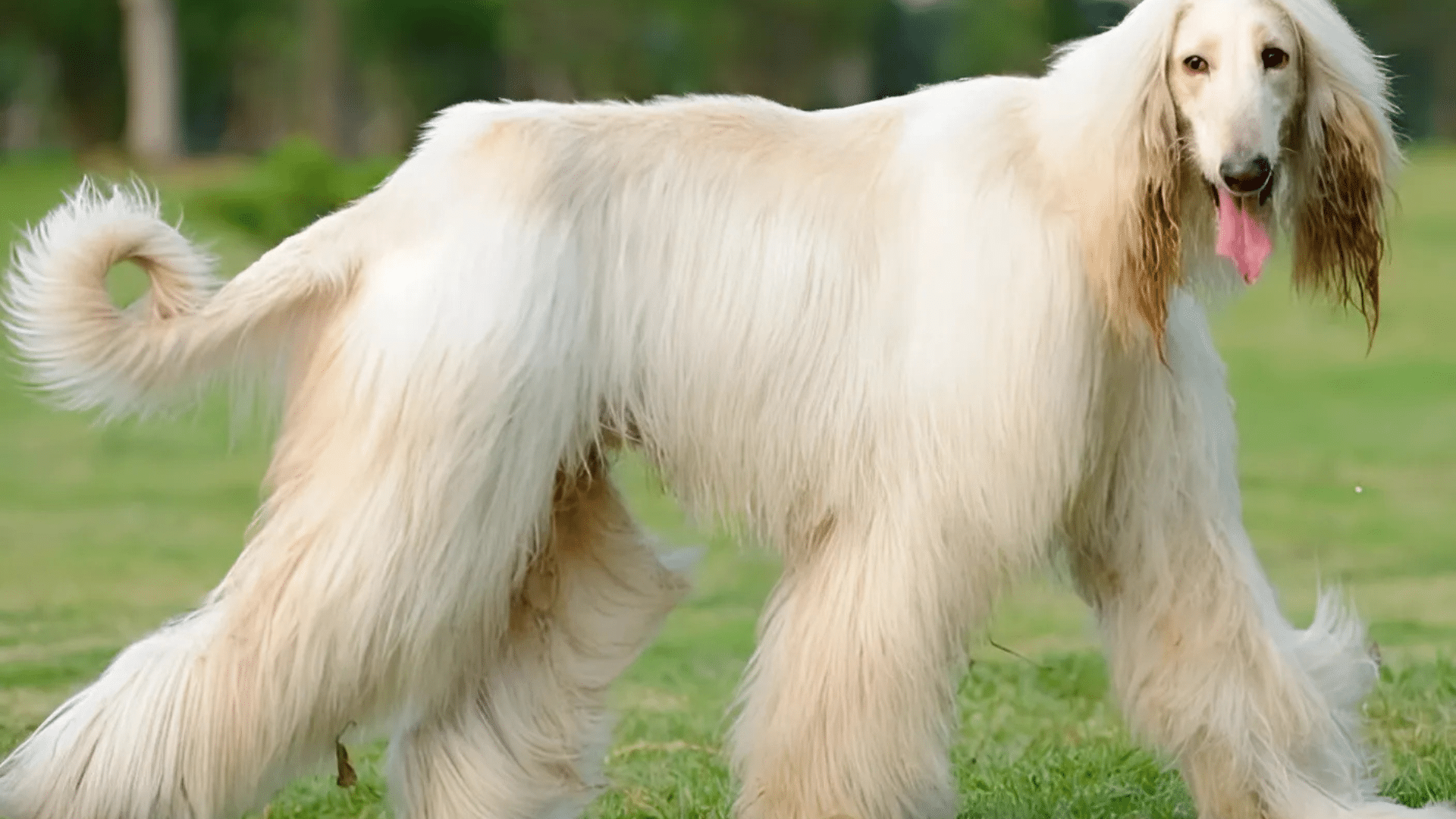 afghan-hound