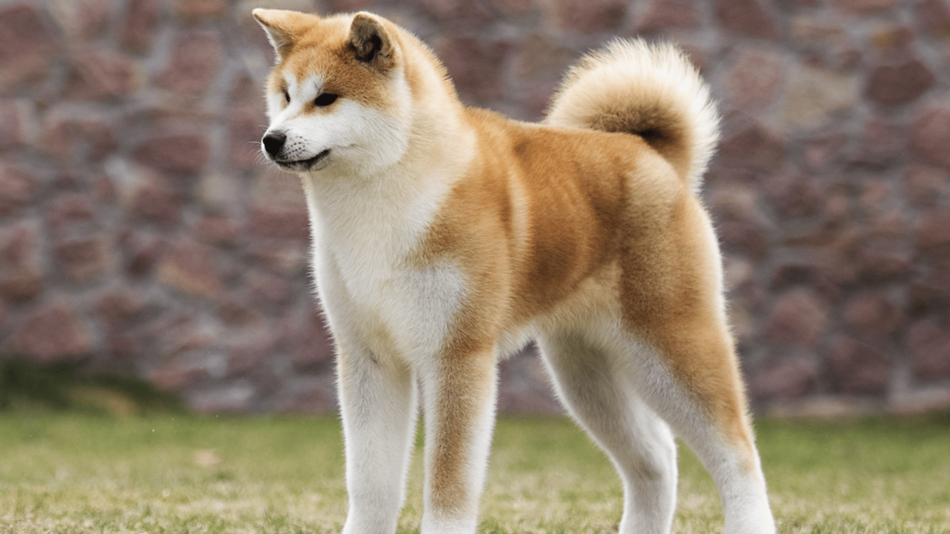 akita-(american-japanese)