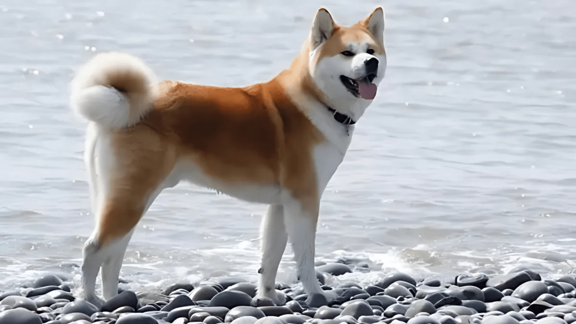 akita-inu (2)