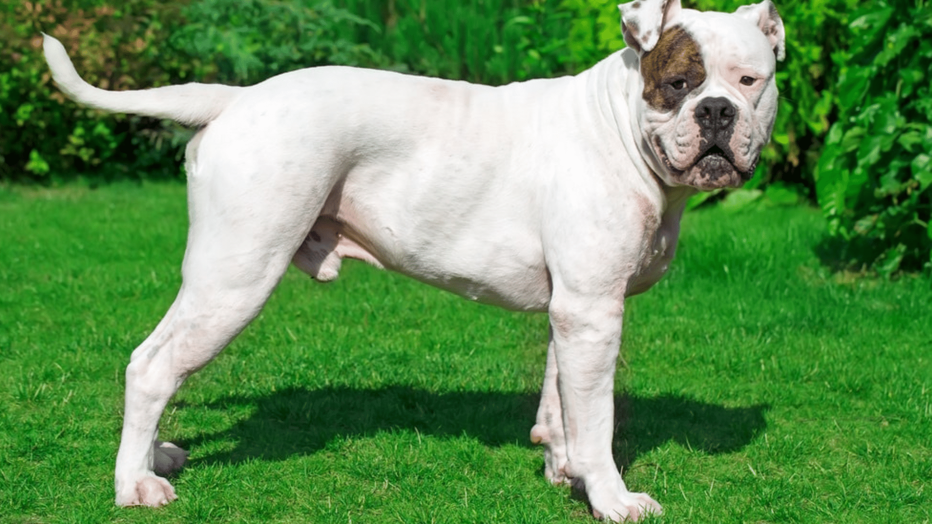 american-bulldog