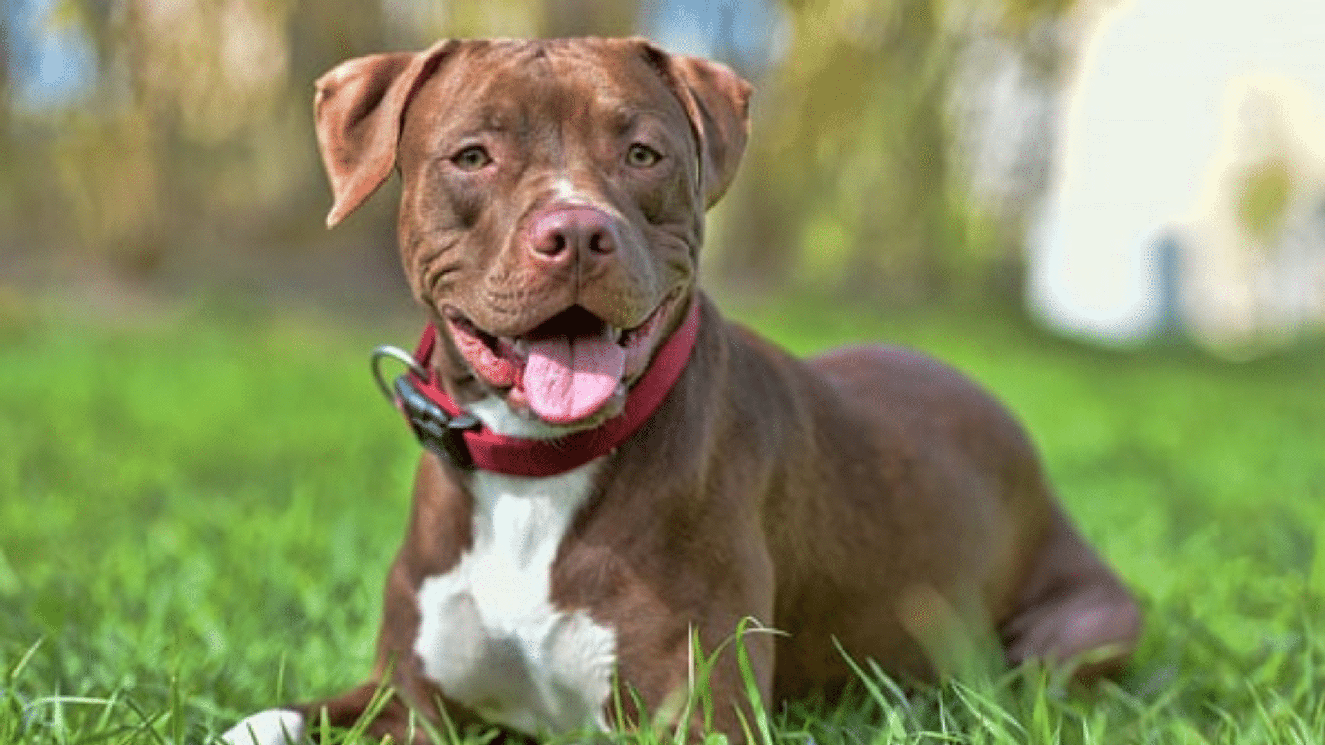 american-pit-bull-terrier