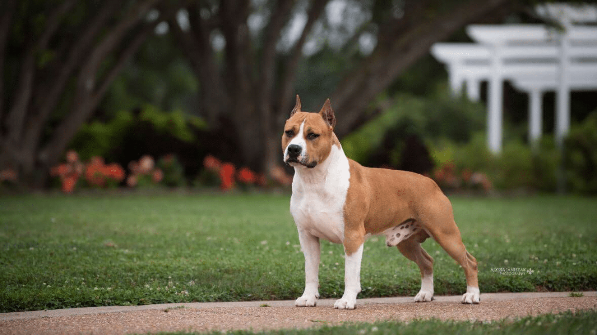 american-staffordshire-terrier
