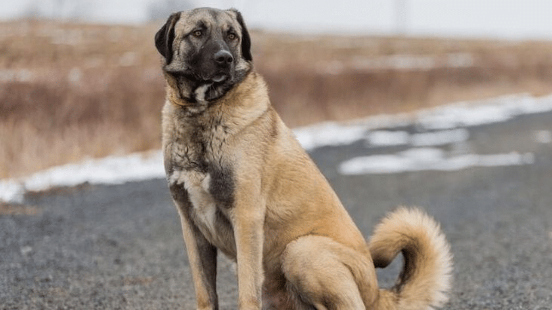 anatolian-shepherd