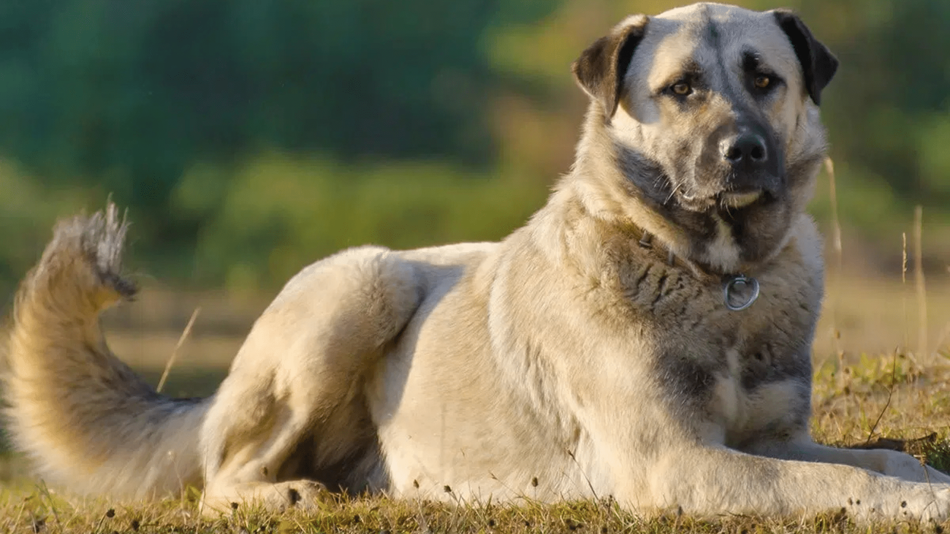 anatolian-shepherd