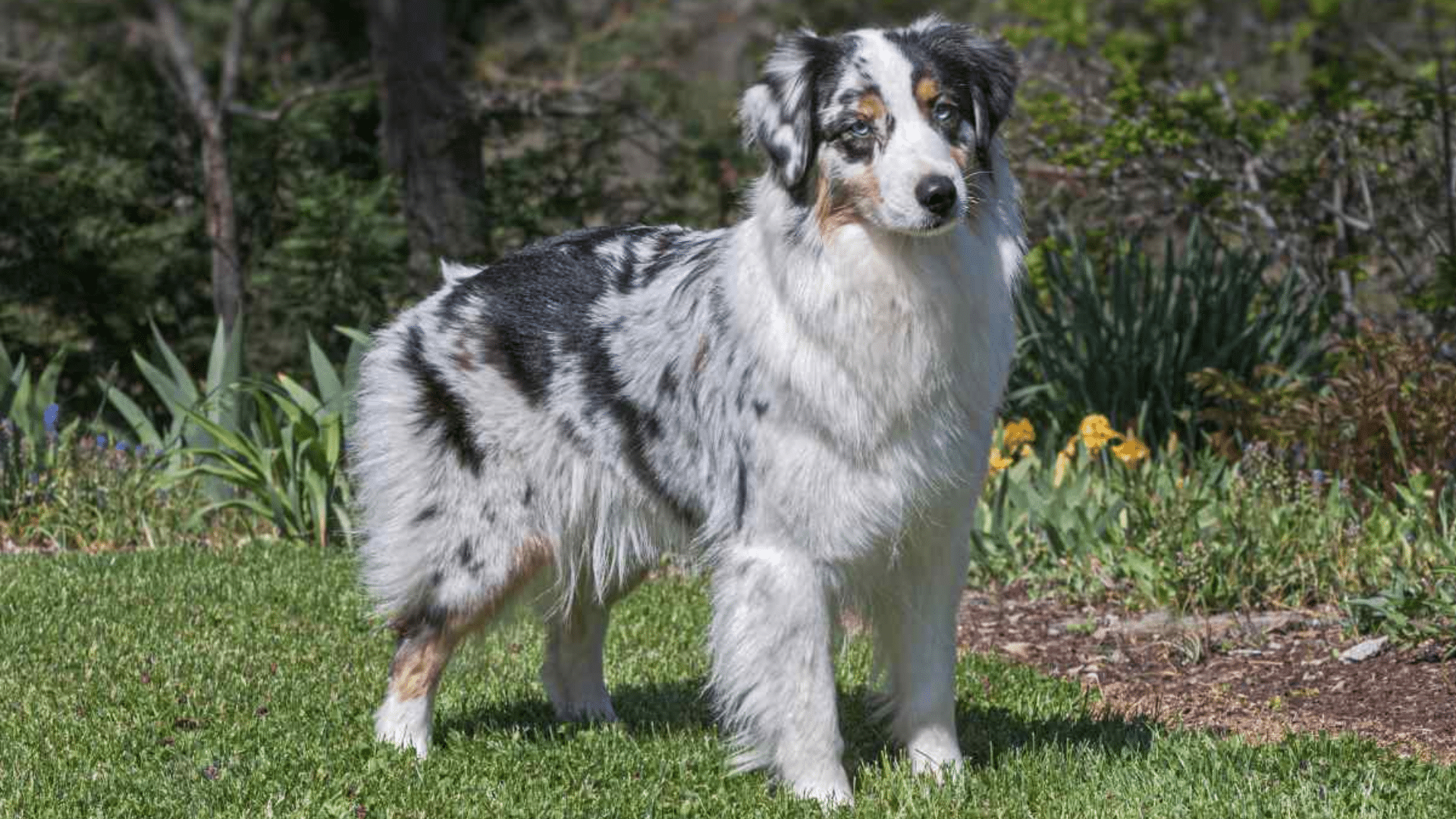 australian-shepherd
