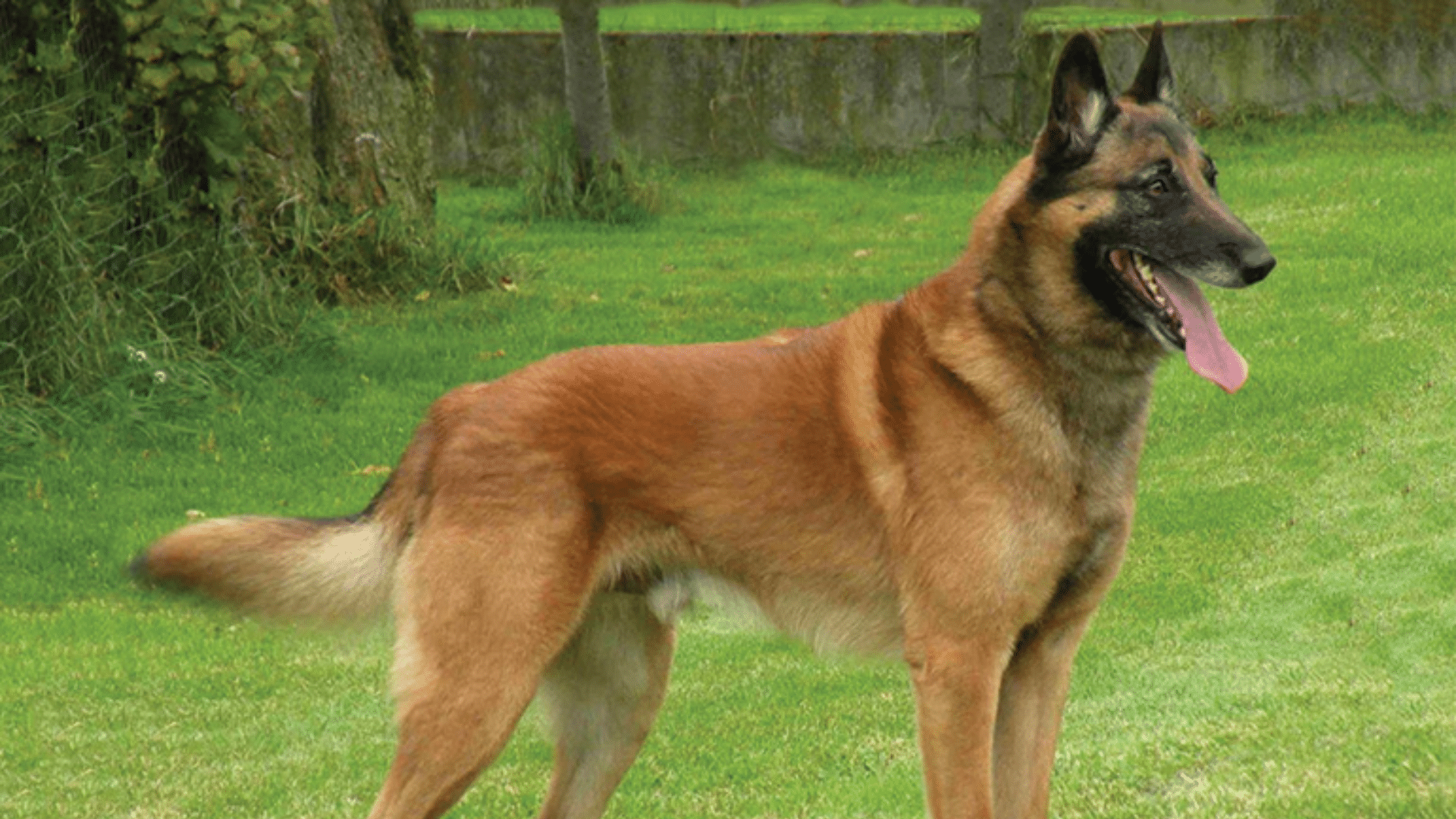 belgian-malinois