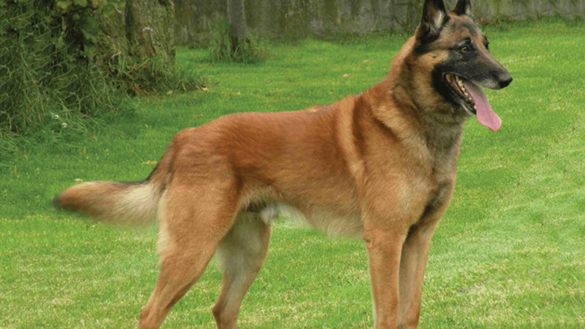 belgian-malinois