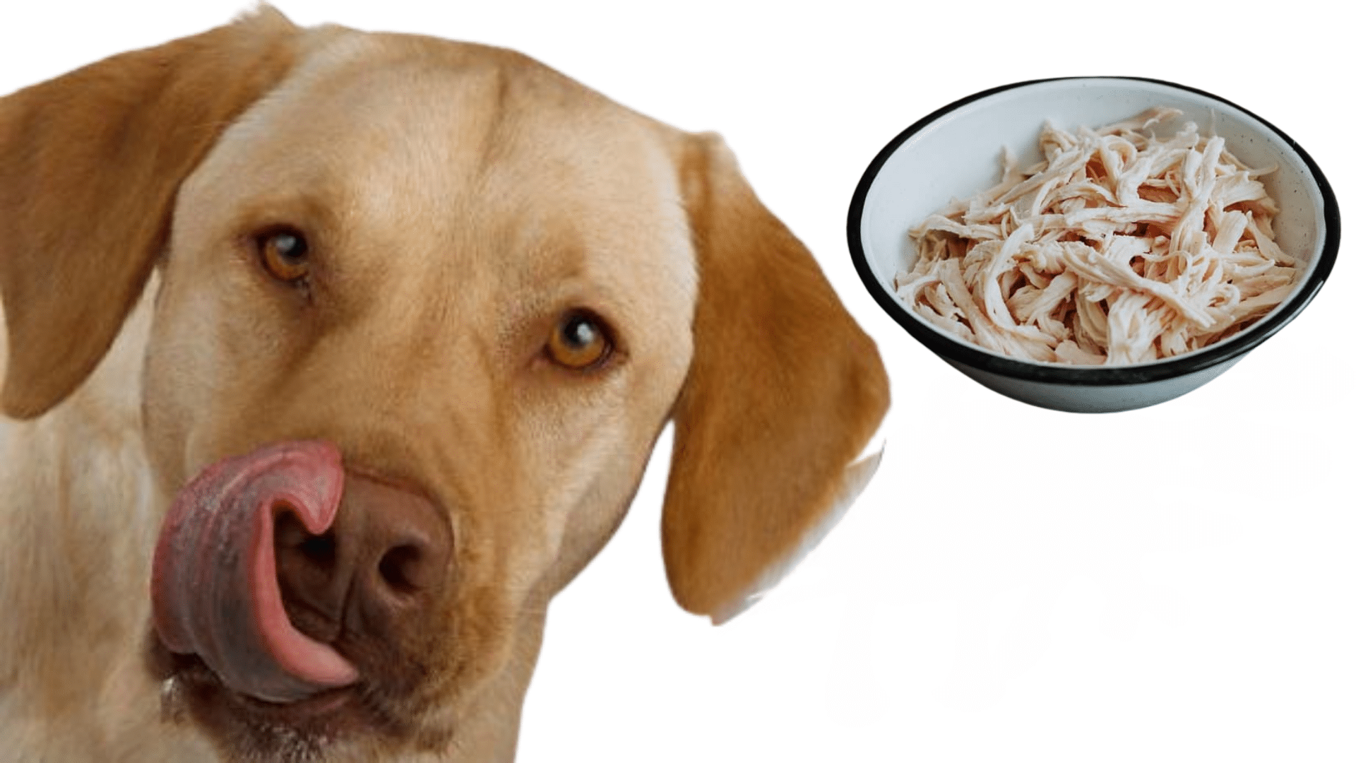 benefits-of-boiled-chicken-for-dogs