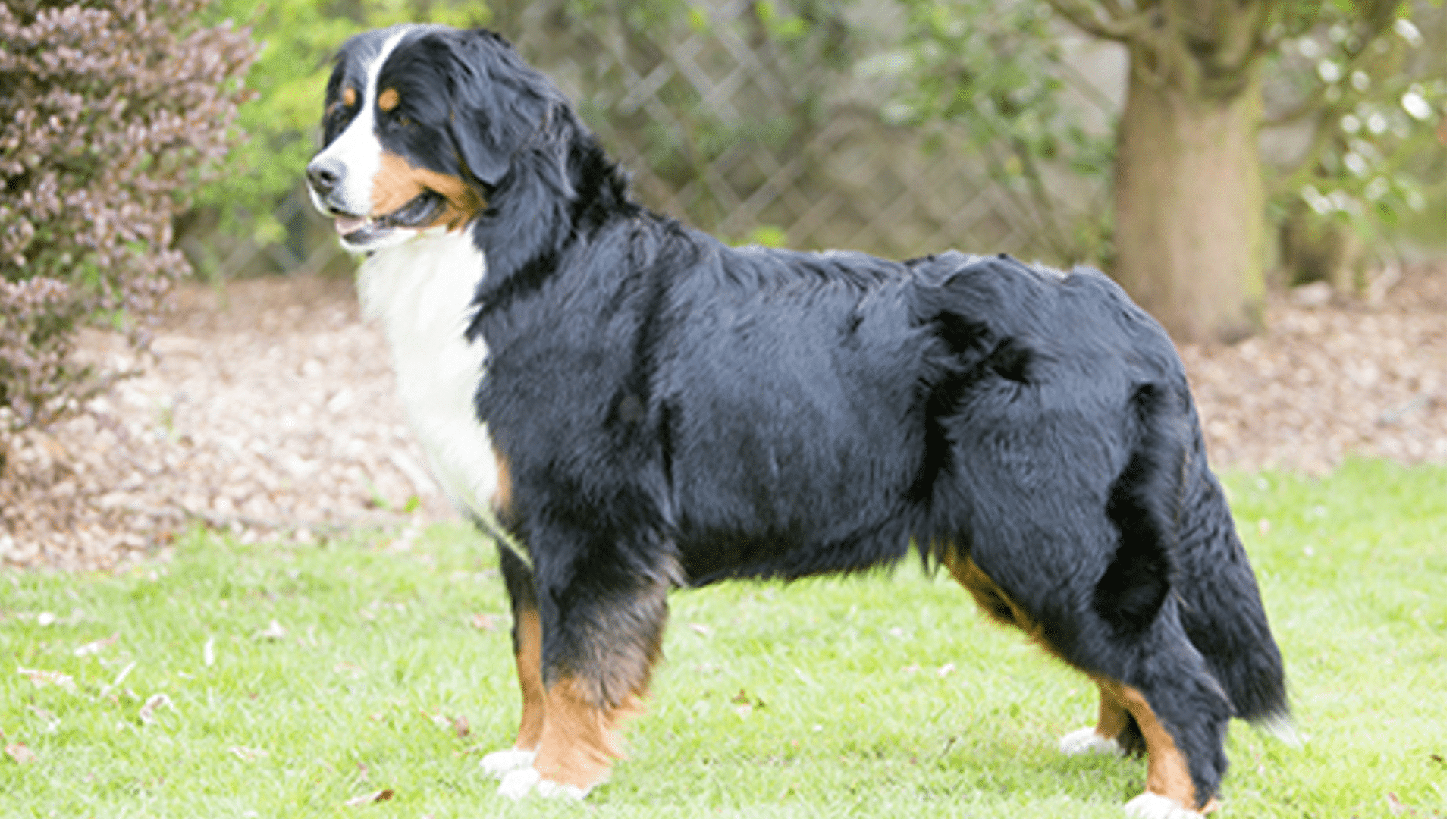 bernese-mountain-dog