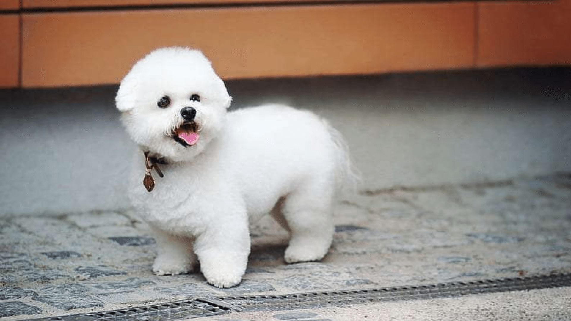 bichon-frise