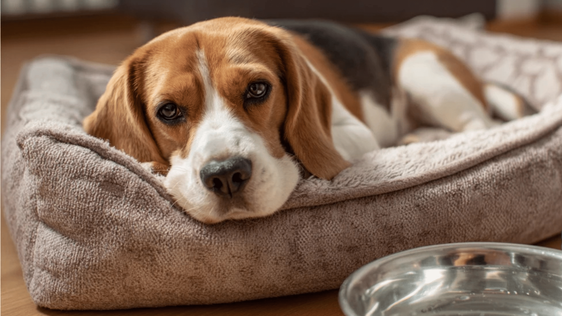 blood-in-dog-vomit-mild-to-moderate-causes