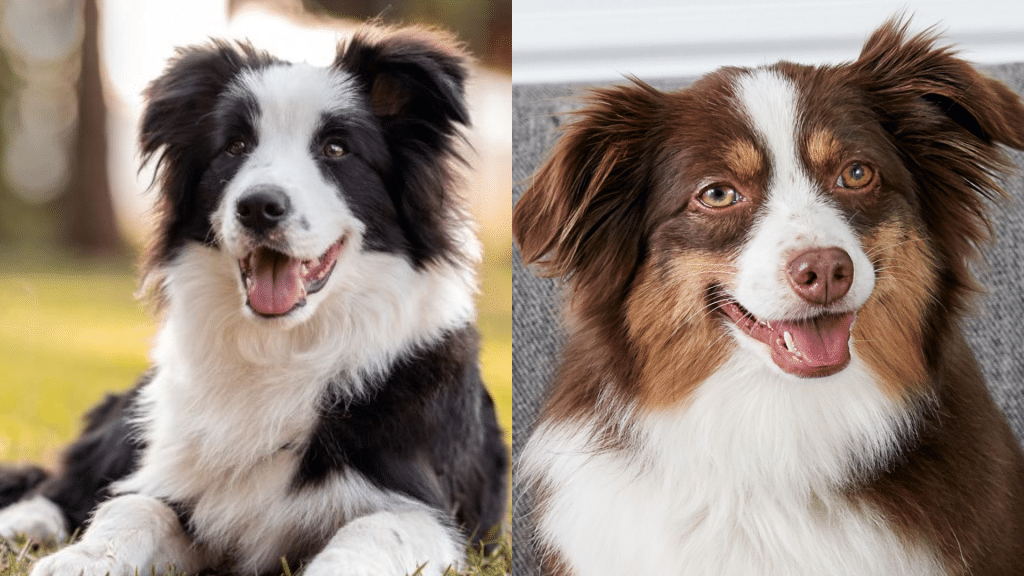 border collie vs australian shepherd