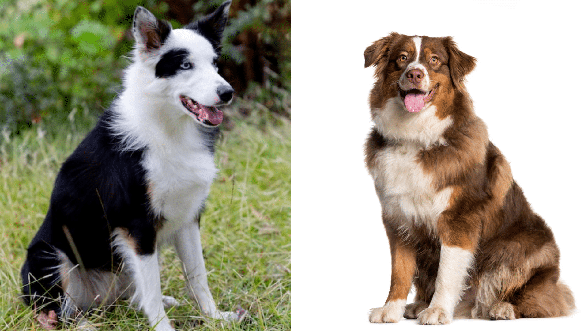 border-collie-vs-australian-shepherd-which-breed-is-for-you