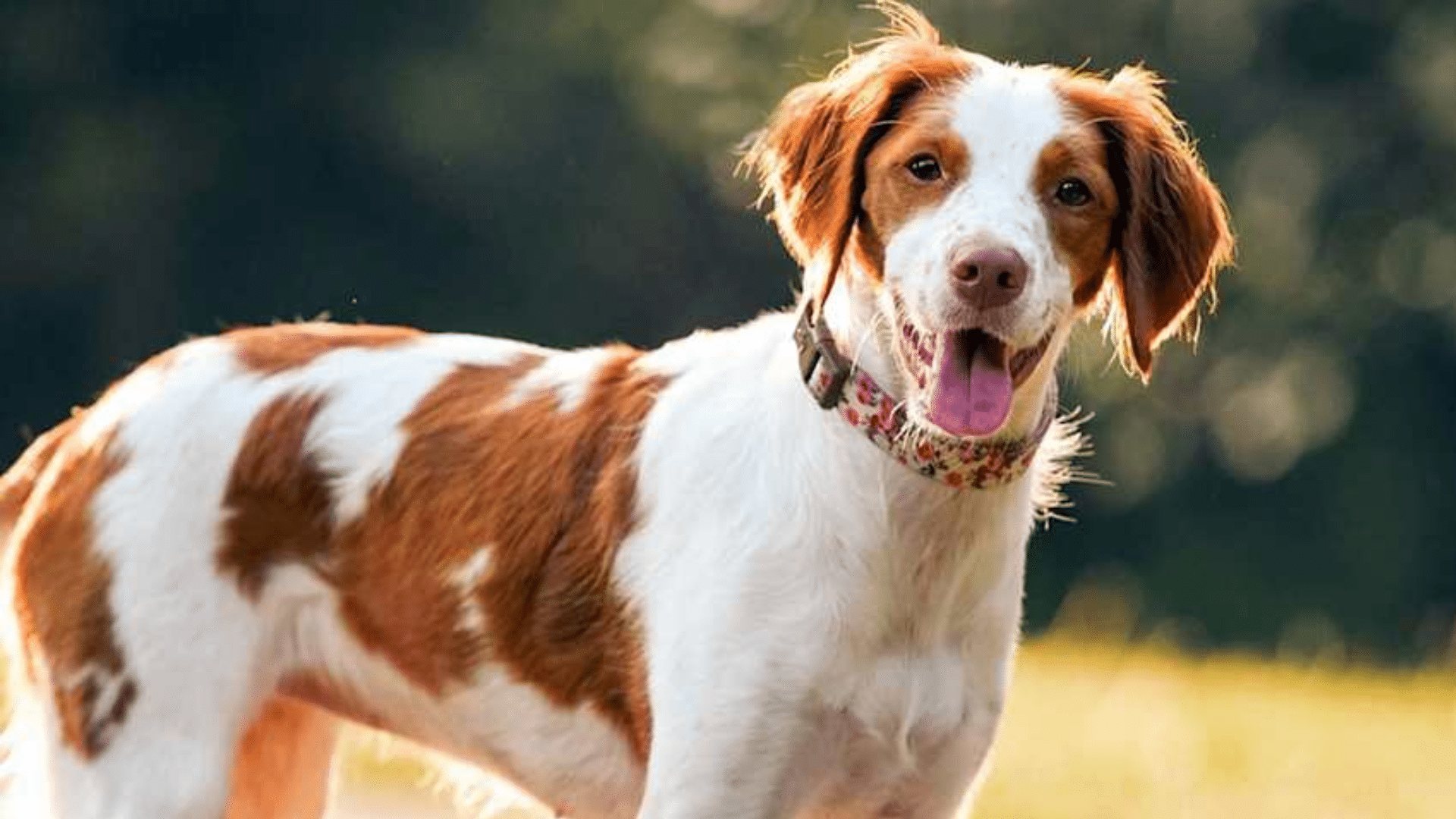 brittany-spaniel