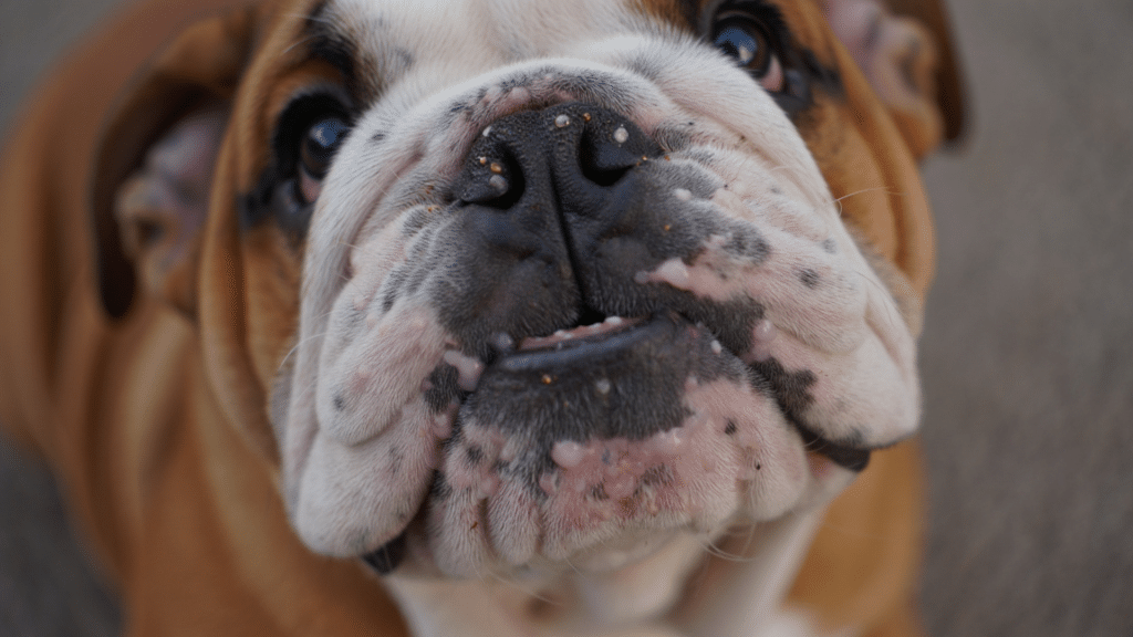 can-dogs-get-pimples-how-to-spot-and-prevent-breakouts