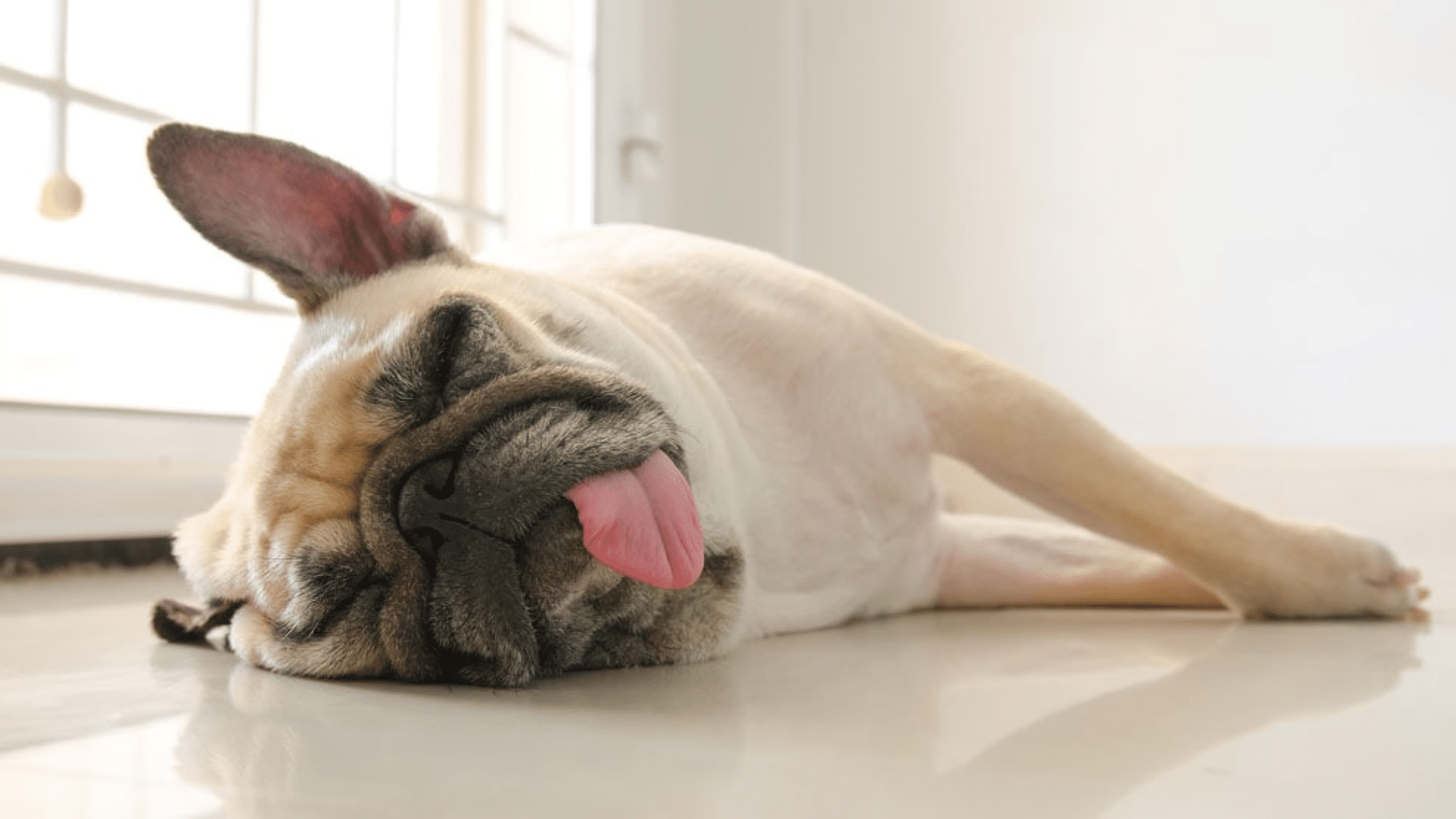 can-marshmallows-kill-dogs