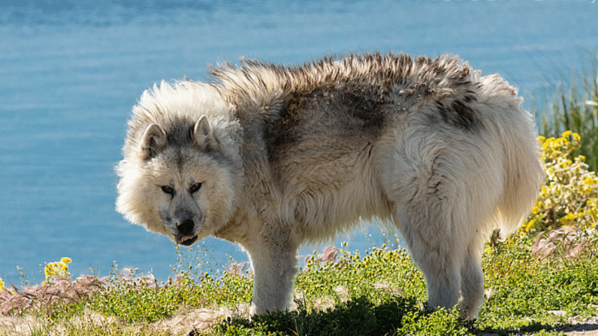 canadian-eskimo-doggreenland-dog