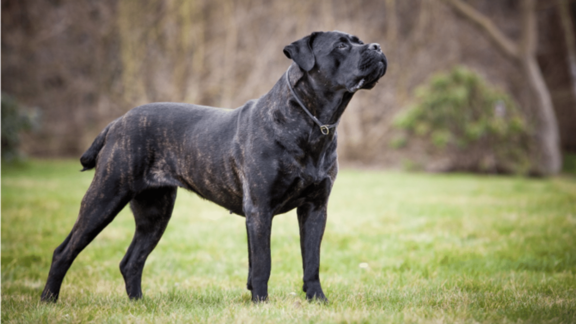 cane-corso