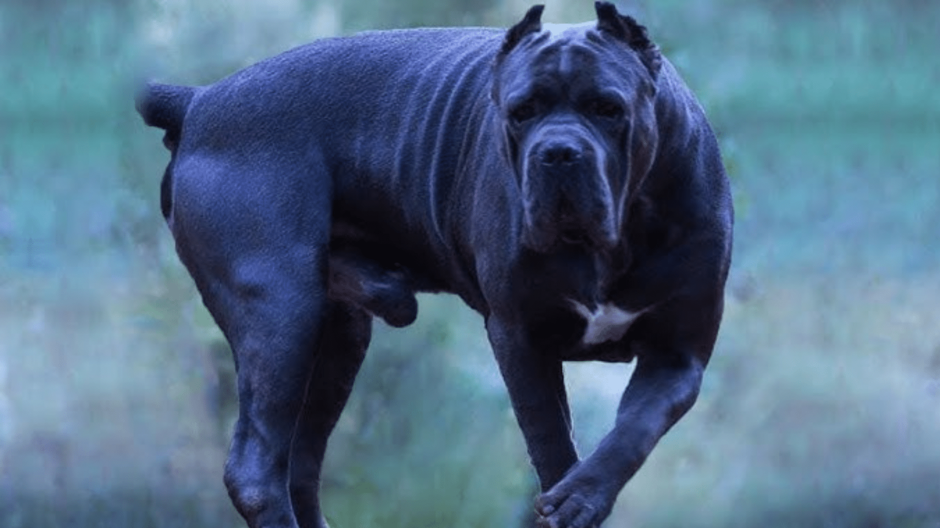 cane-corso