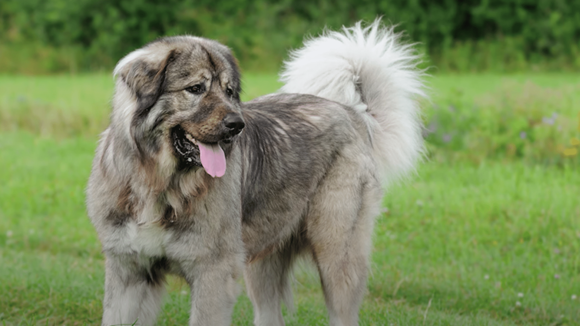 caucasian-shepherd-(ovcharka)
