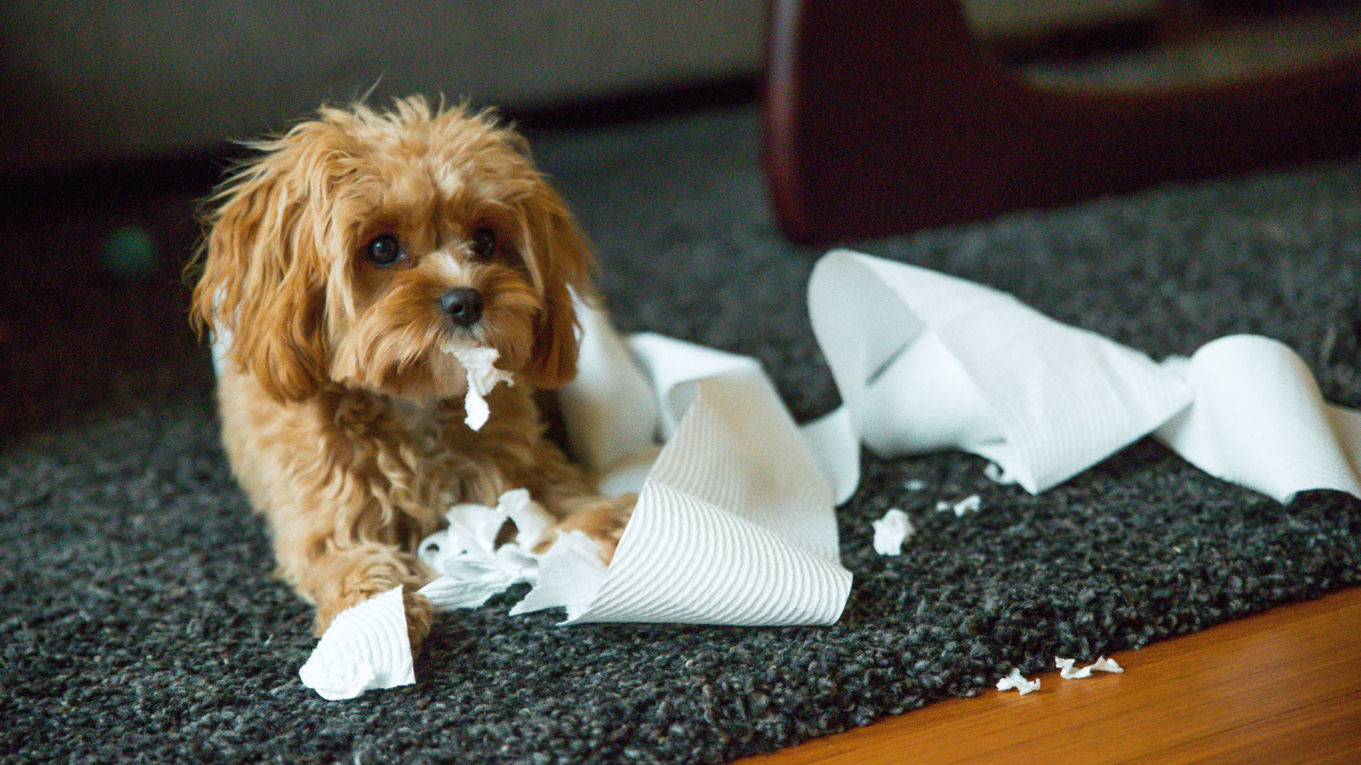 causes-of-an-intestinal-blockage-in-dogs