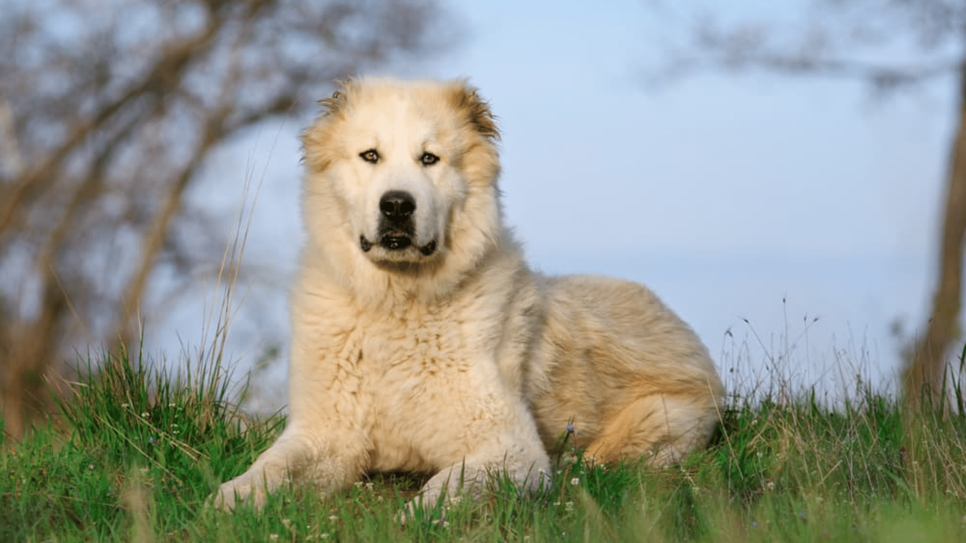 central-asian-shepherd-(alabai)