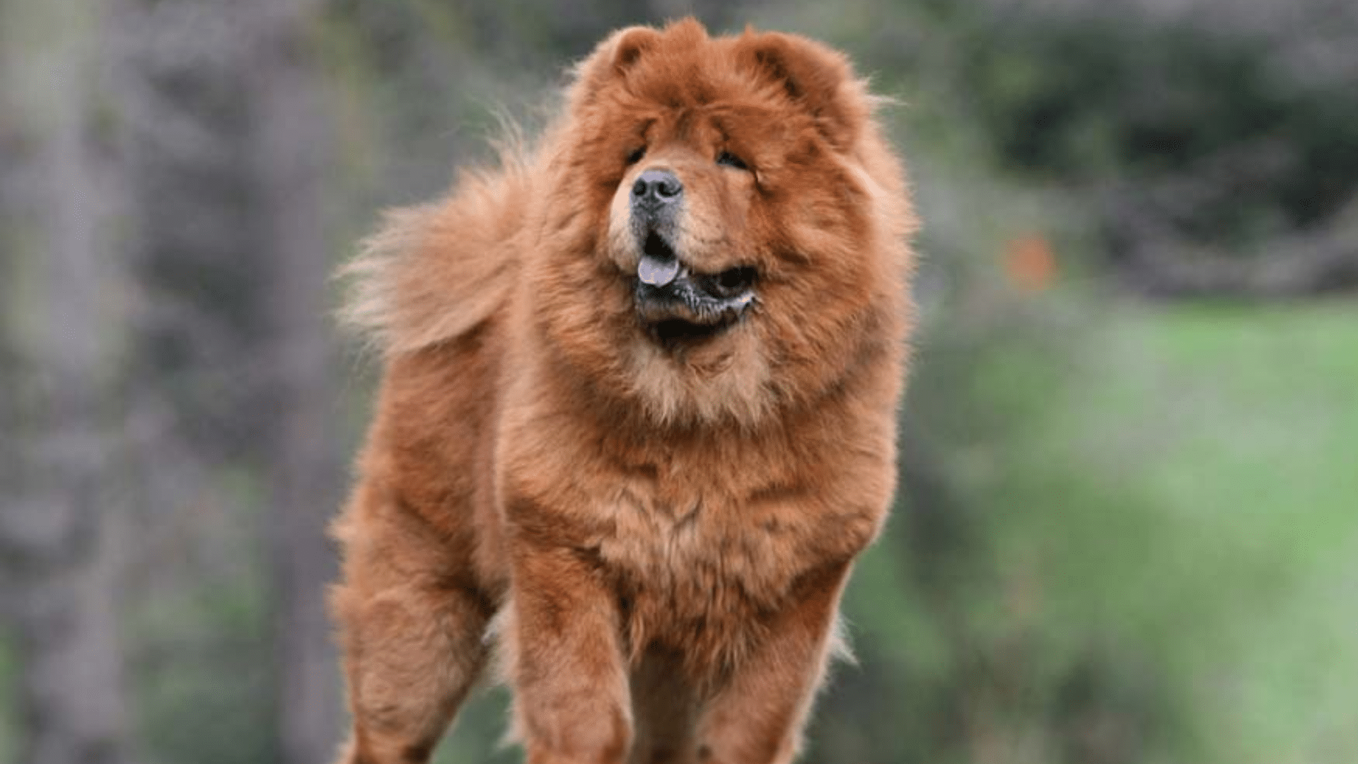 chow-chow