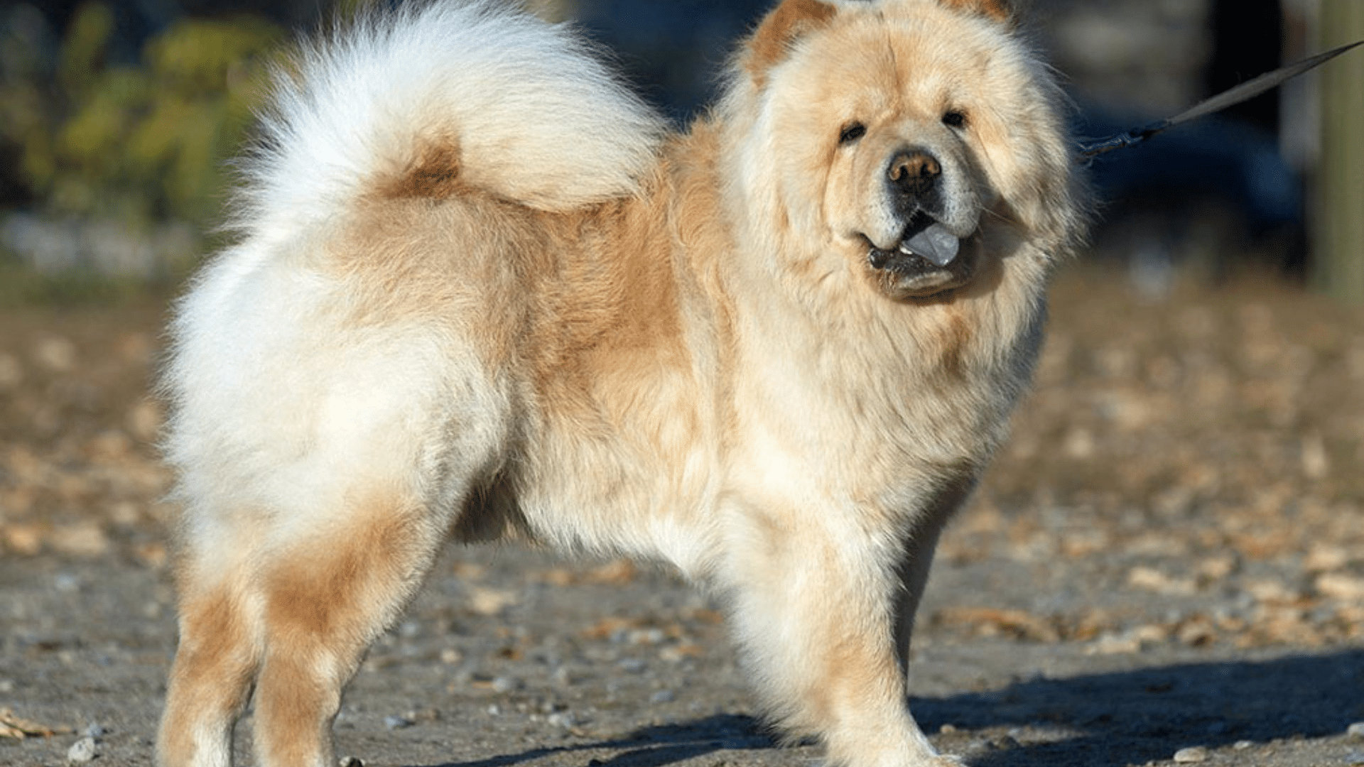 chow-chow