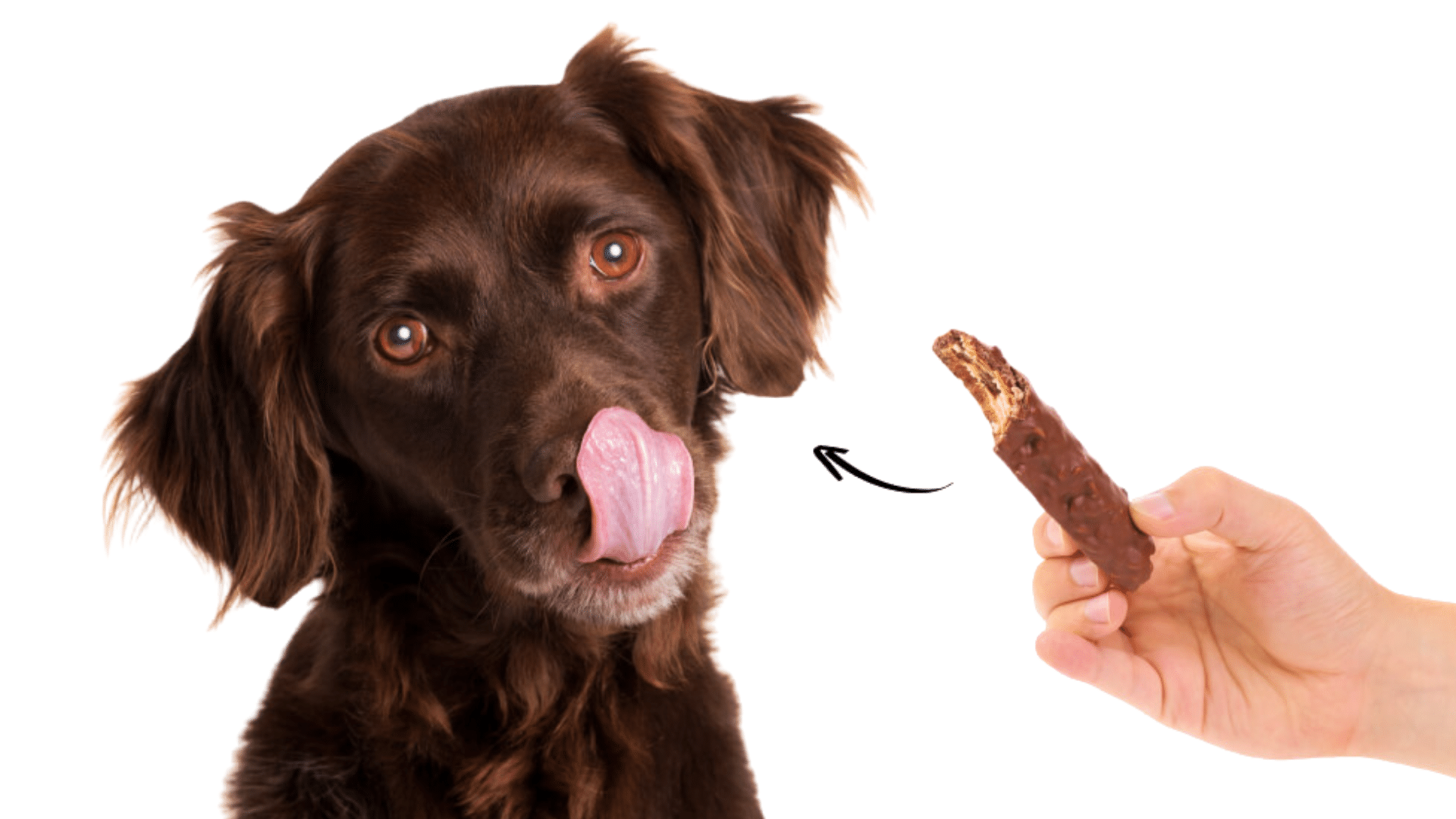 common-symptoms-of-dog-chocolate-poisoning