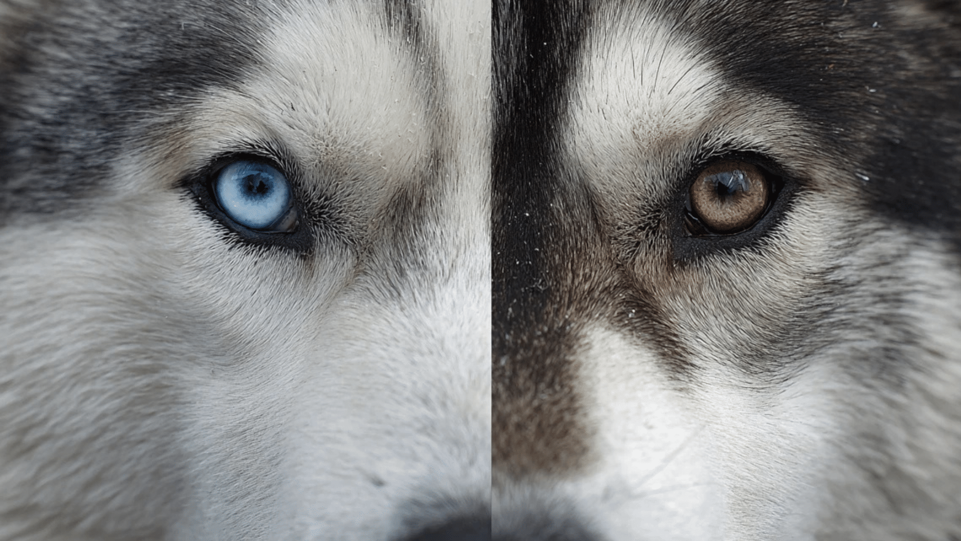 difference-between-husky-and-malamute