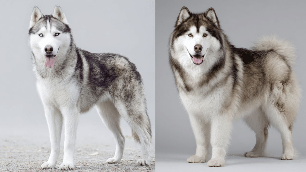 difference between husky and malamute