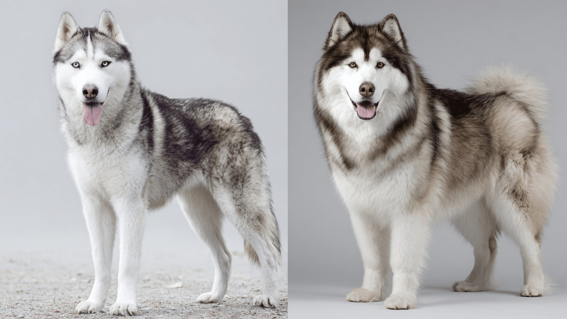 difference between husky and malamute