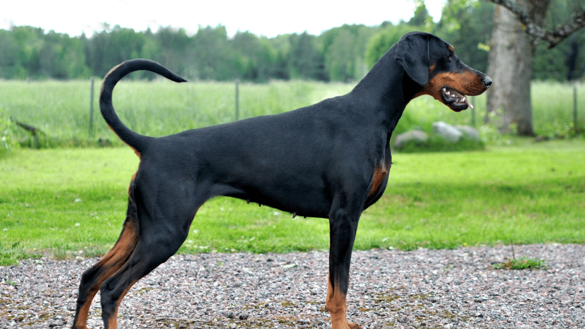 doberman-pinscher-(1)