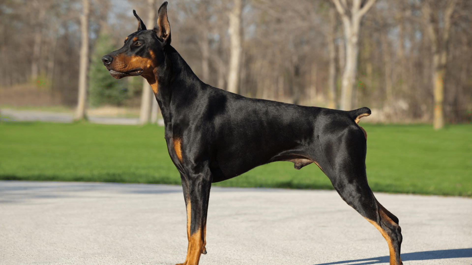 doberman-pinscher