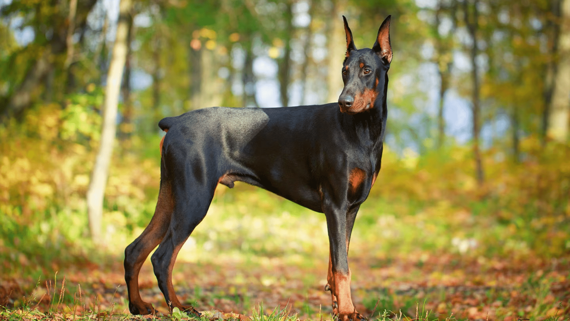 doberman-pinscher