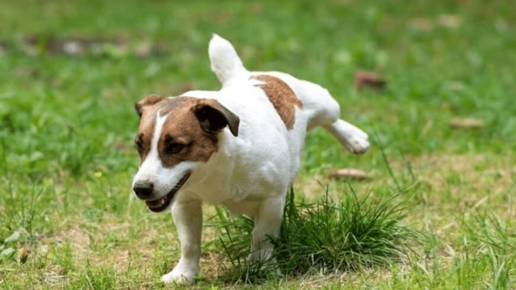 does-dog-pee-kill-plants-find-out-what-really-happens+(2)-1