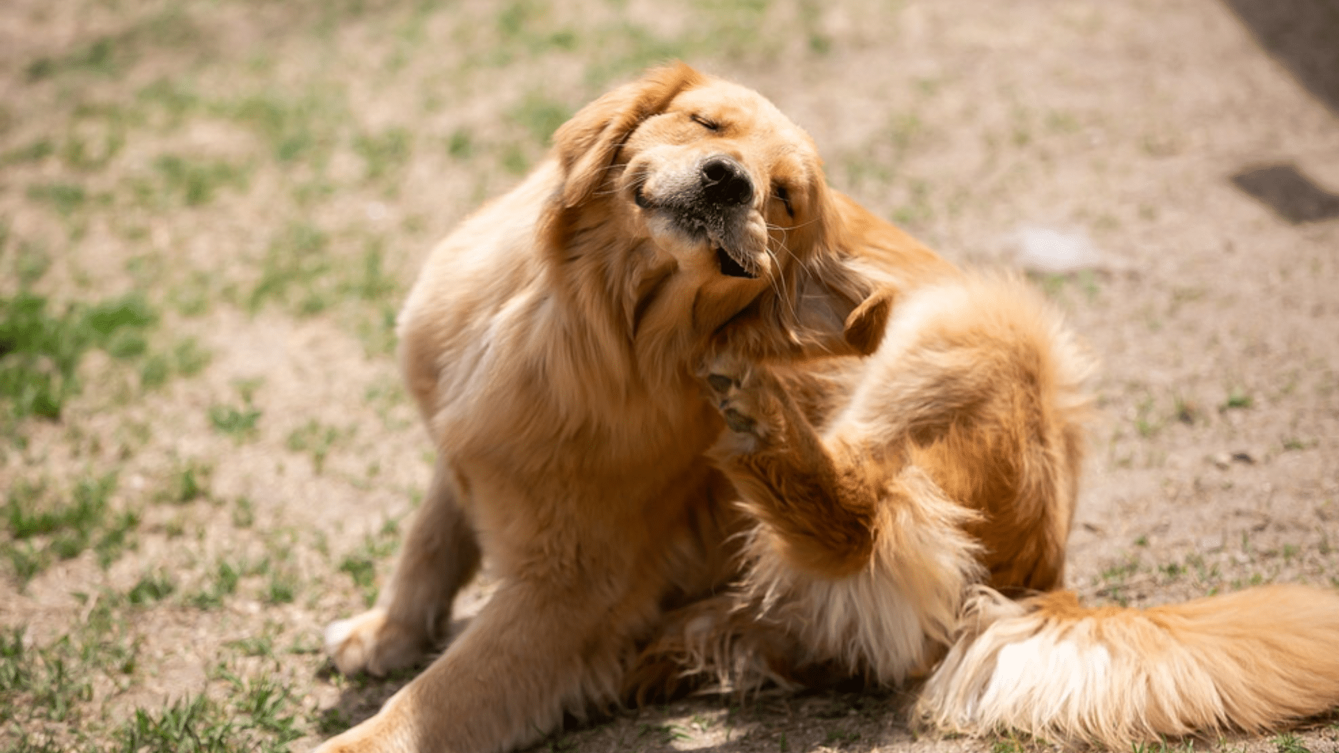 dog itchy after grooming