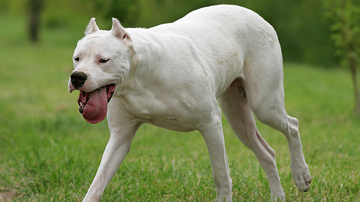 dogo-argentino
