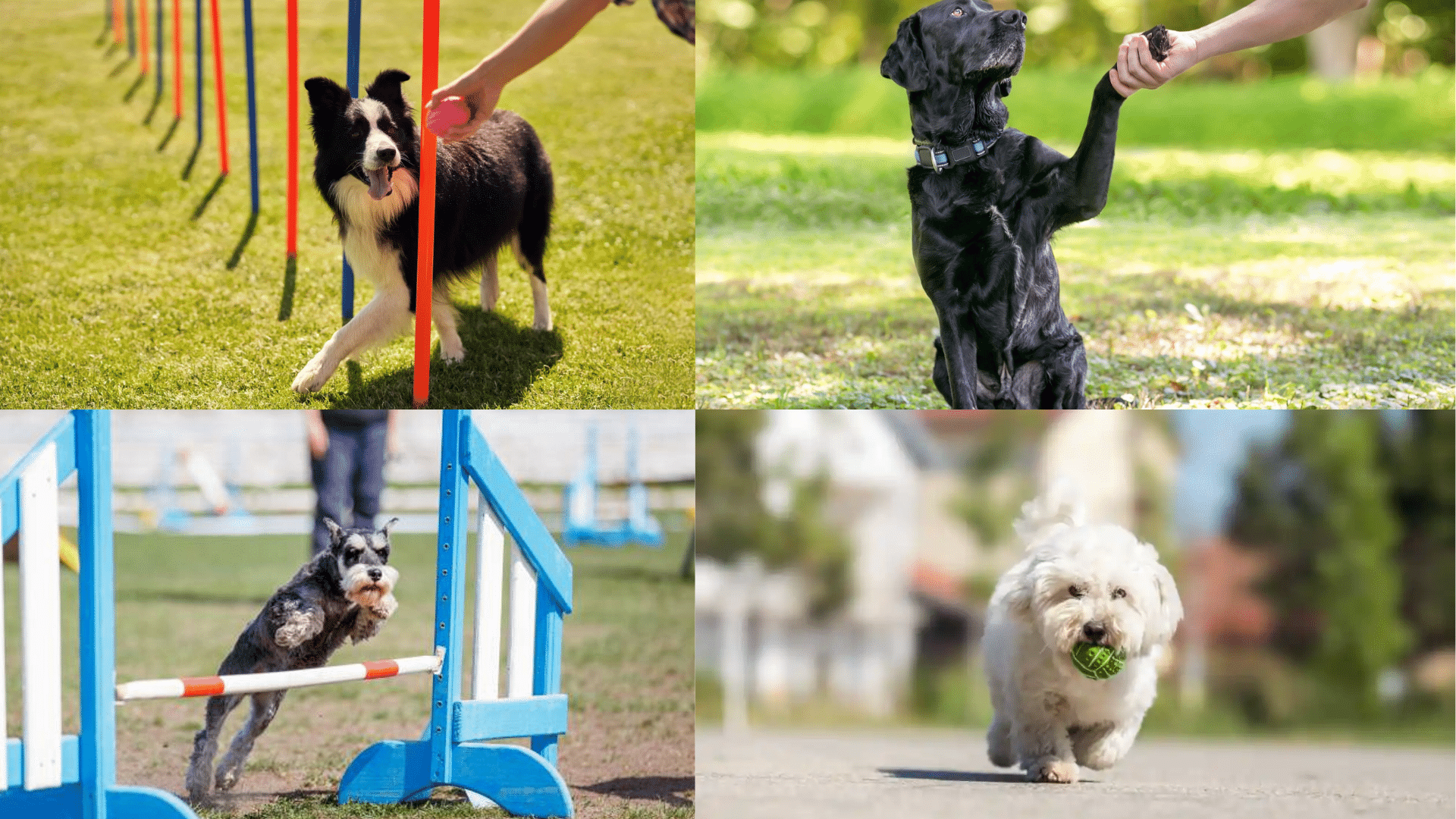 easy to train dog breeds