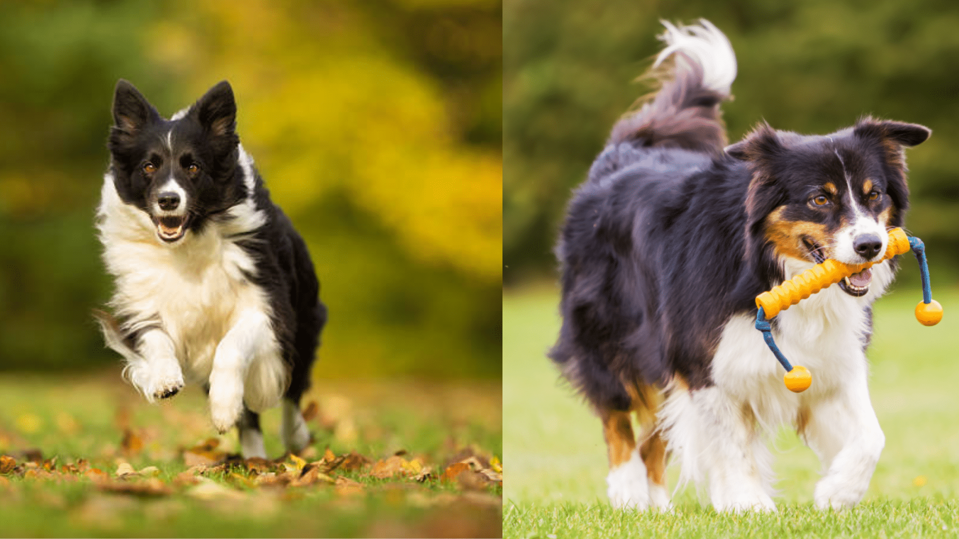 exercise-enrichment-and-space-needs