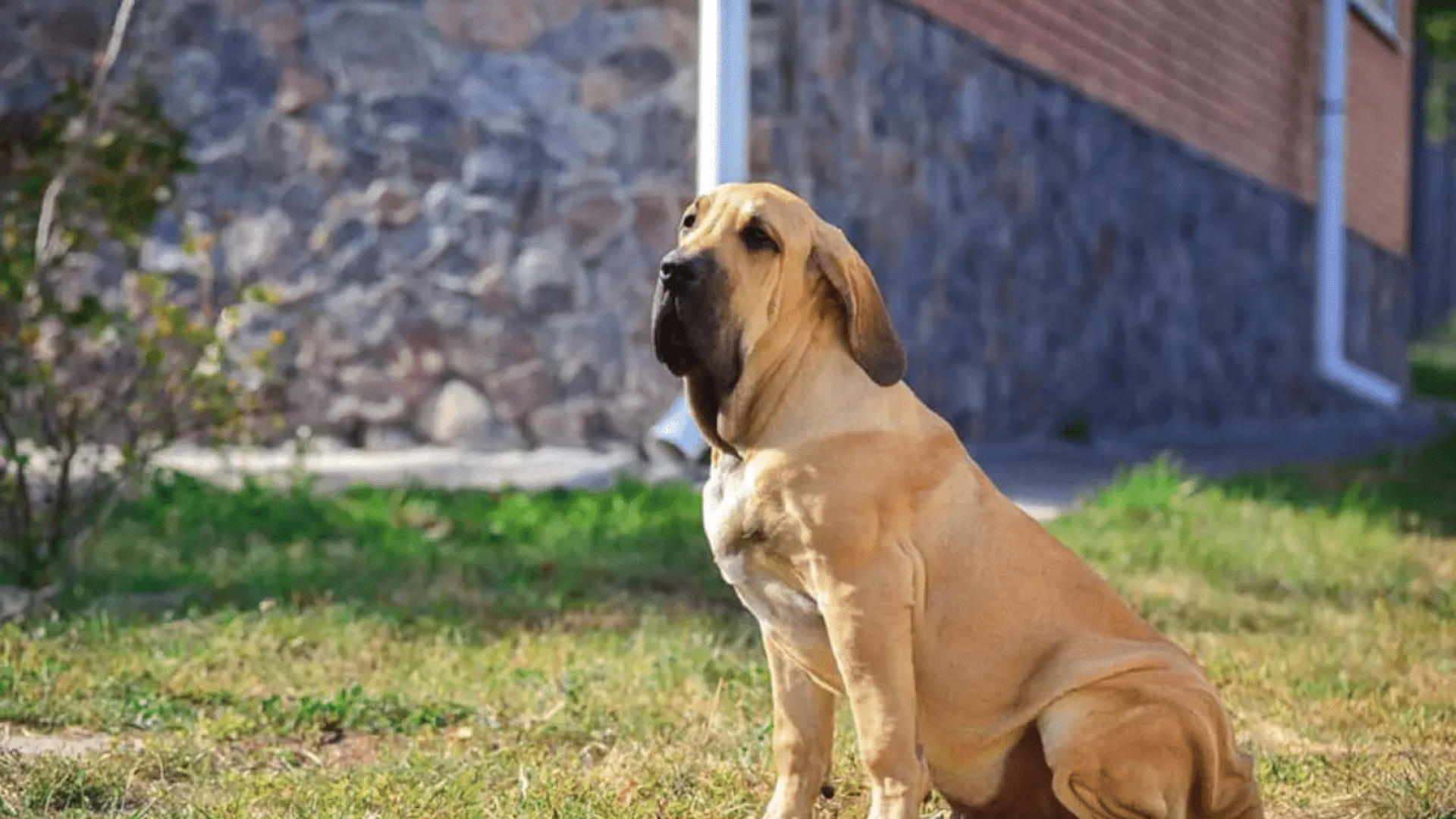 fila-brasileiro